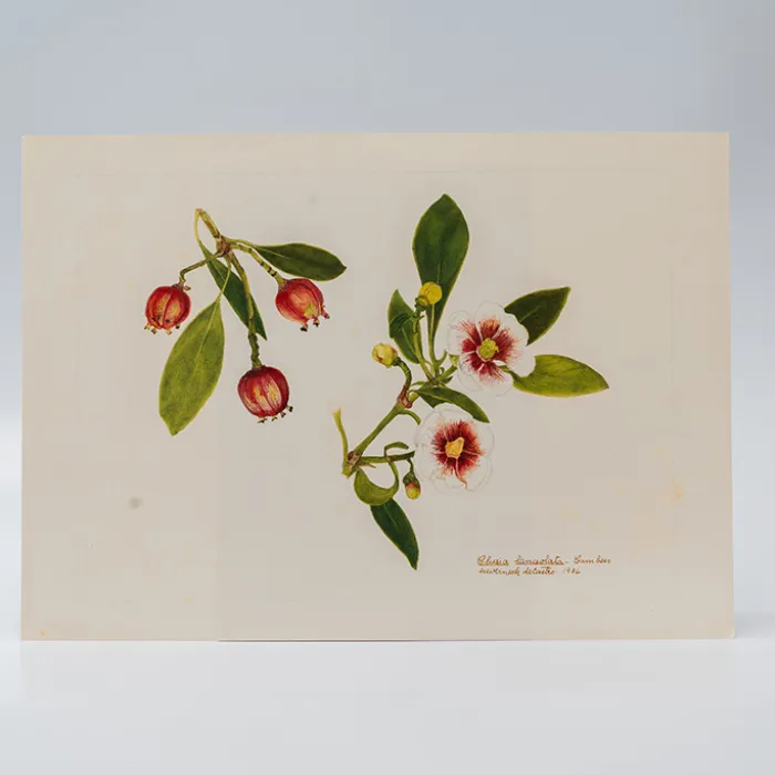 Gravura Maria Werneck de Castro - Clusia lanceolata