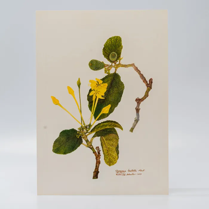 Gravura Maria Werneck de Castro - Tocoyena bullata