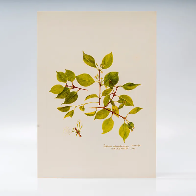 Gravura Maria Werneck de Castro - Eugenia copacabanensis