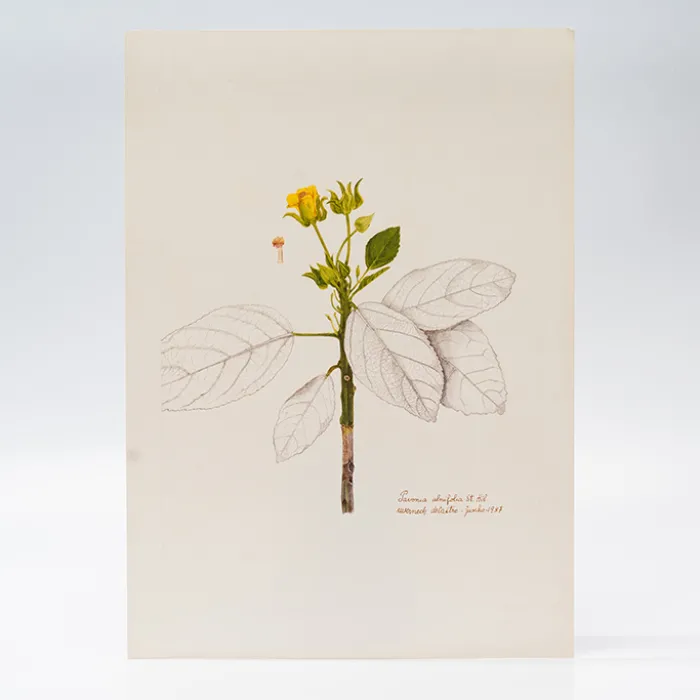 Gravura Maria Werneck de Castro - Pavonia alnifolia