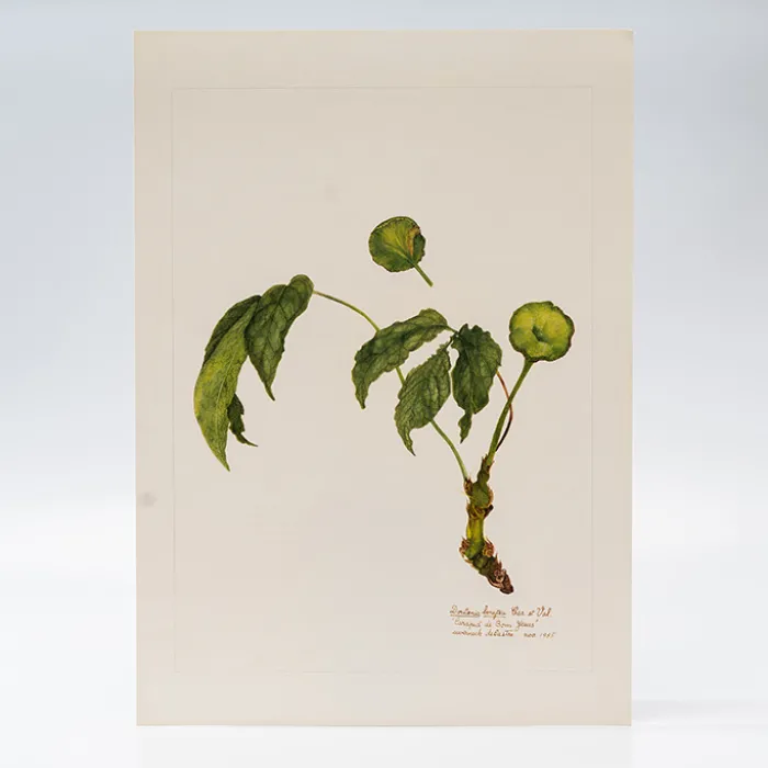 Gravura Maria Werneck de Castro - Dorstenia bonijesu