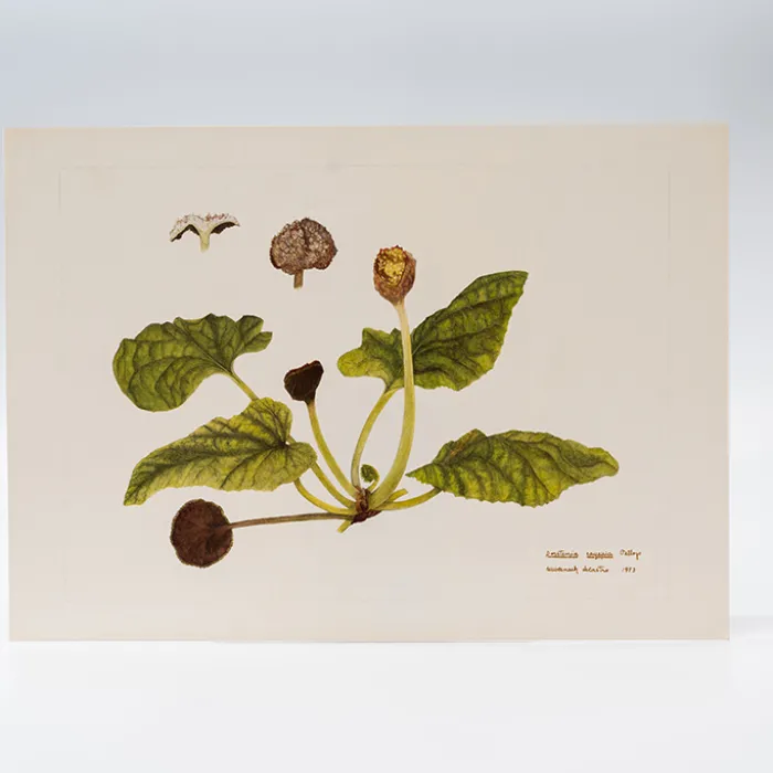 Gravura Maria Werneck de Castro - Dorstenia cayapia