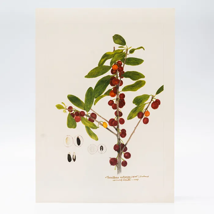 Gravura Maria Werneck de Castro - Manilkara subsericea